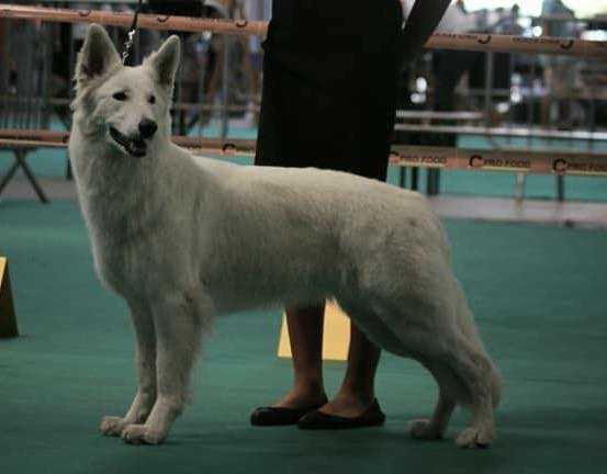 pedigree database white shepherd