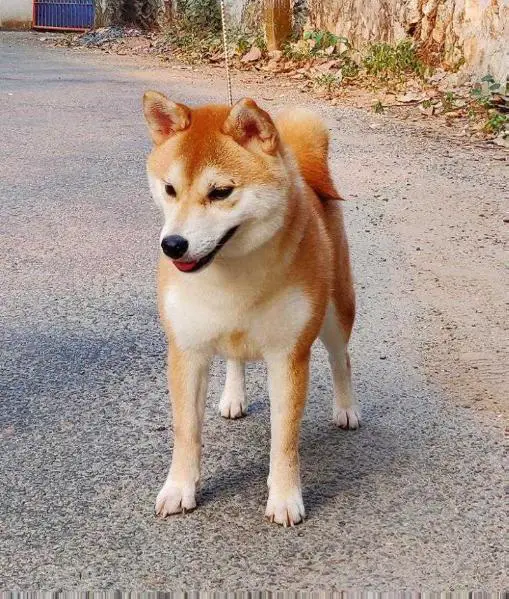 KAGA NO MAYU GO SAPPORO KAGASOU