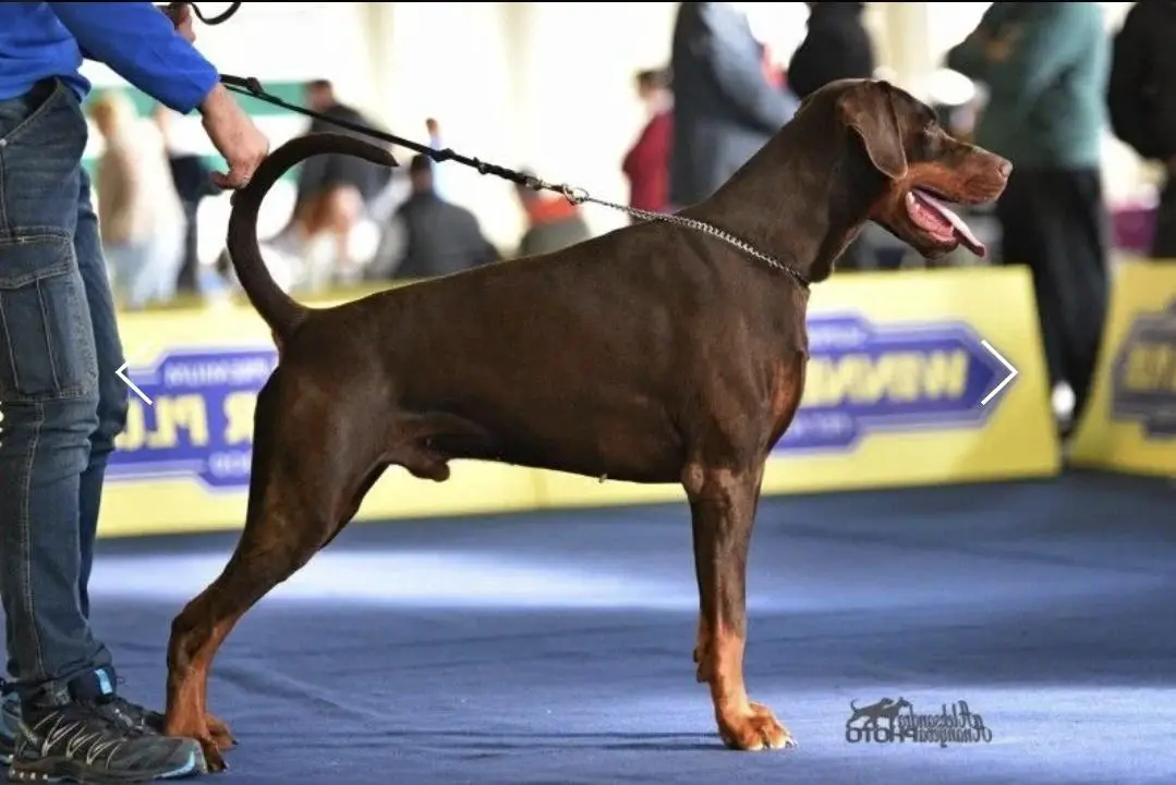 YANICK DEL COLLE DELLA GUARDIA