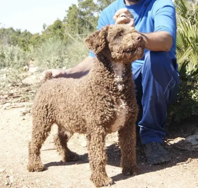 Tanololif de Sierra Valleja