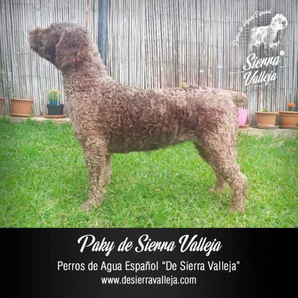 Paky de Sierra Valleja
