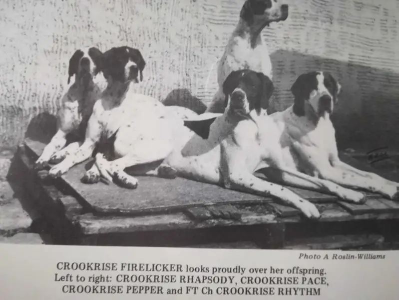 CROOKRISE RHAPSODY