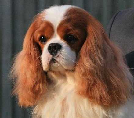 Pascavale cavaliers sales