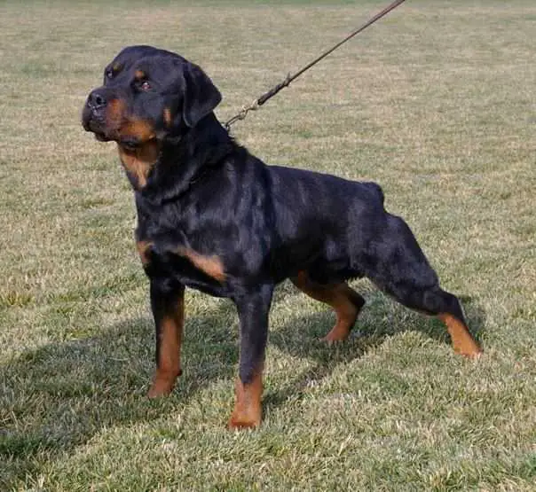 Rottweiler