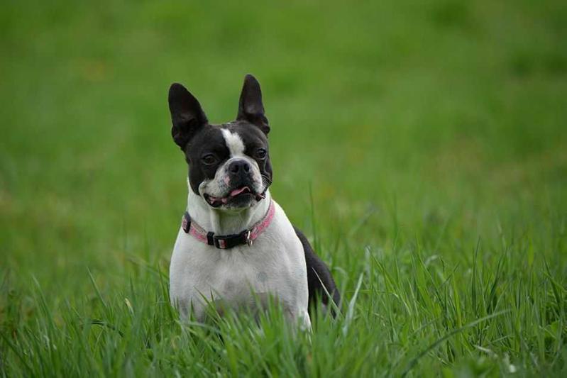 Bellissima Shucky A.C.