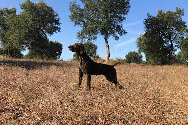 Estrelinha dit Querida da Quinta do Meirinho