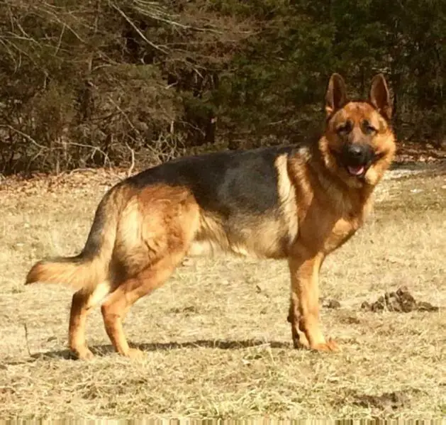 vom haus berg german shepherds