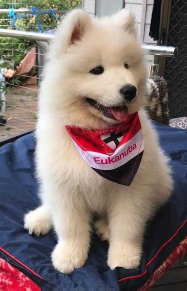 Snerzok samoyeds hot sale