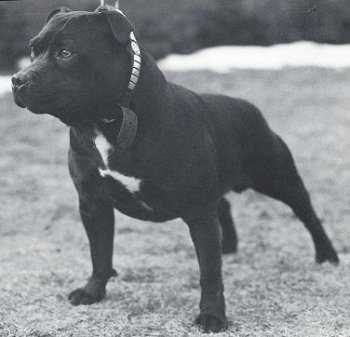 Belnite Black Warrior