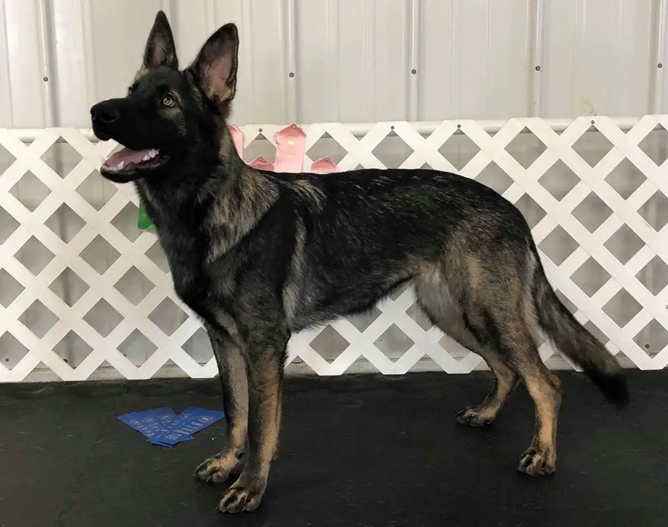 Vom gildaf hot sale german shepherds
