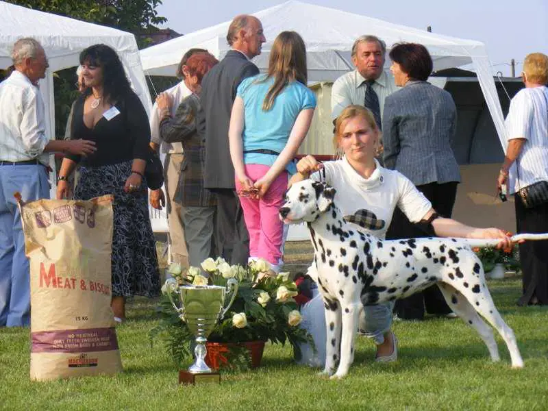 Spotty Diamant champagne Jazmin
