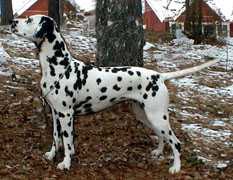 Spotnik’s Queen O’Spades