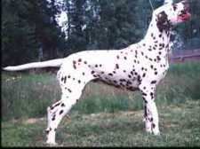 Perdita’s Long Live Love