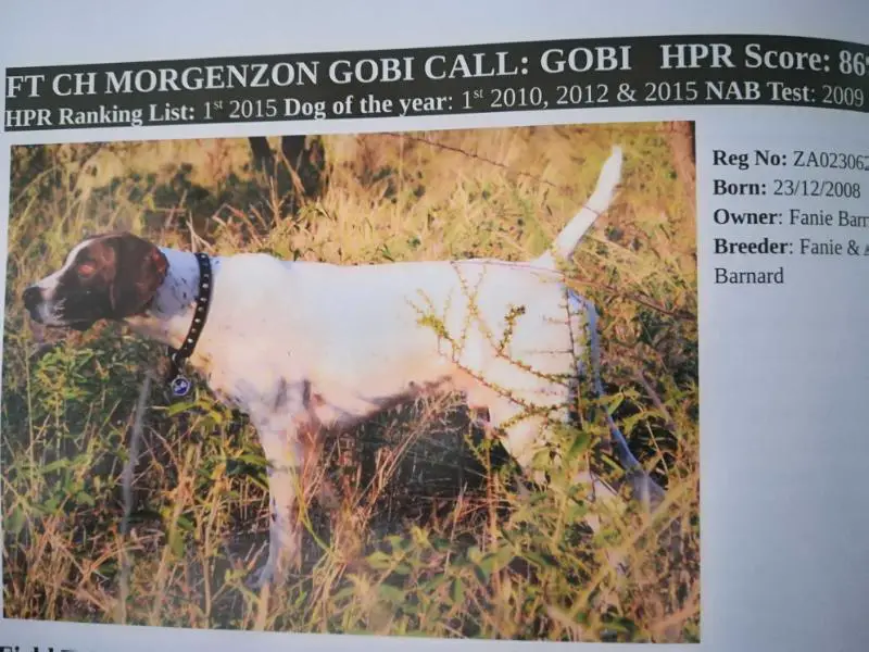 MORGENZON GOBI