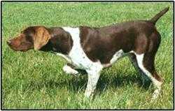 WINDROWS SADDLE TRAMP