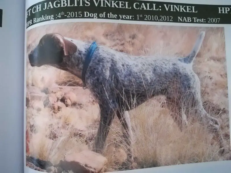 JAGBLITS VINKEL