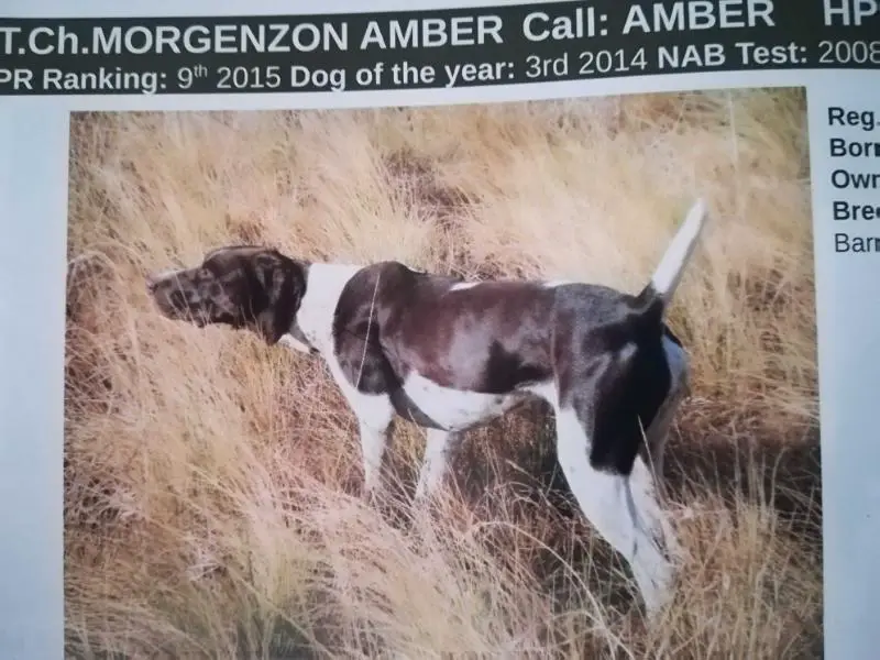 MORGENZON AMBER