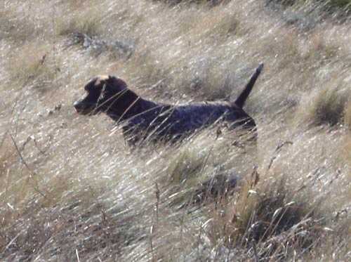BHULISA SERENGETI