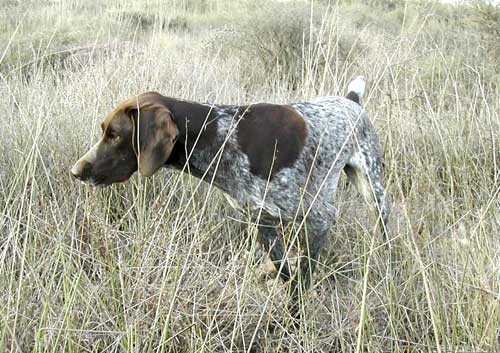 Von Hainholz Mesquite of Bhulisa (imp USA) (SKEET)