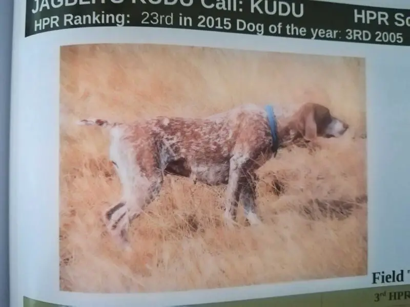 JAGBLITS KUDU