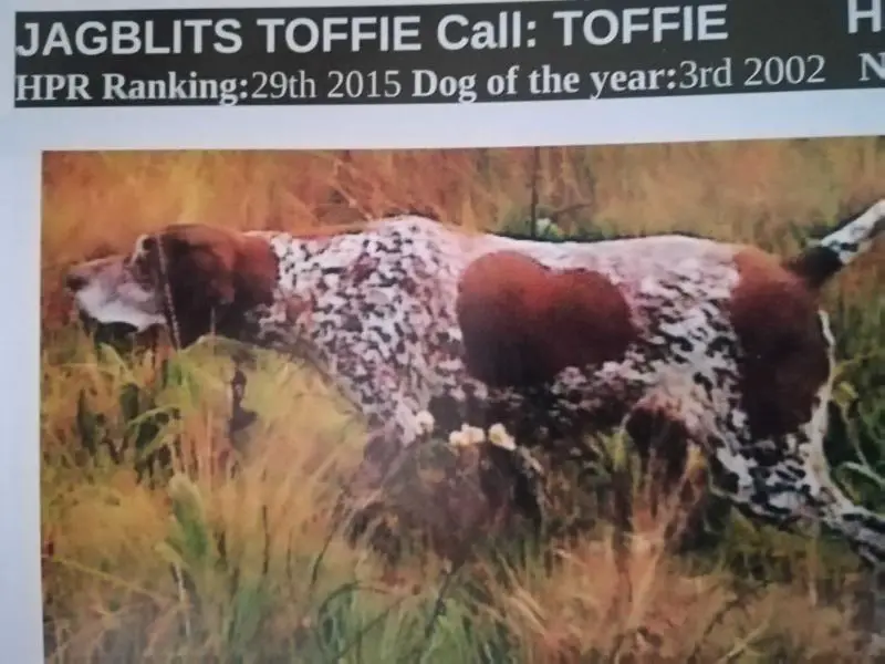 JAGBLITS TOFFIE