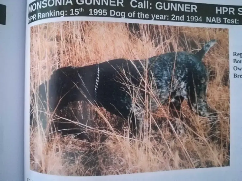 MONSONIA GUNNER