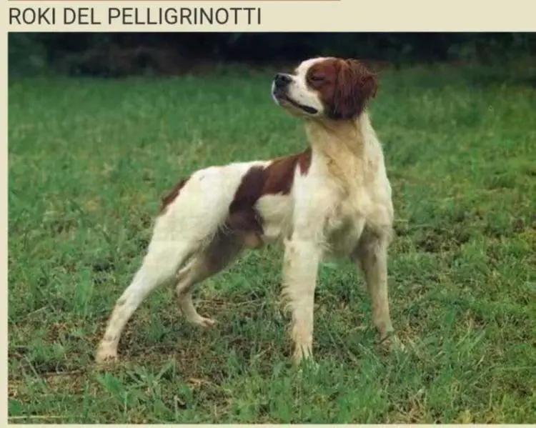 ROKY del Pellegrinotti