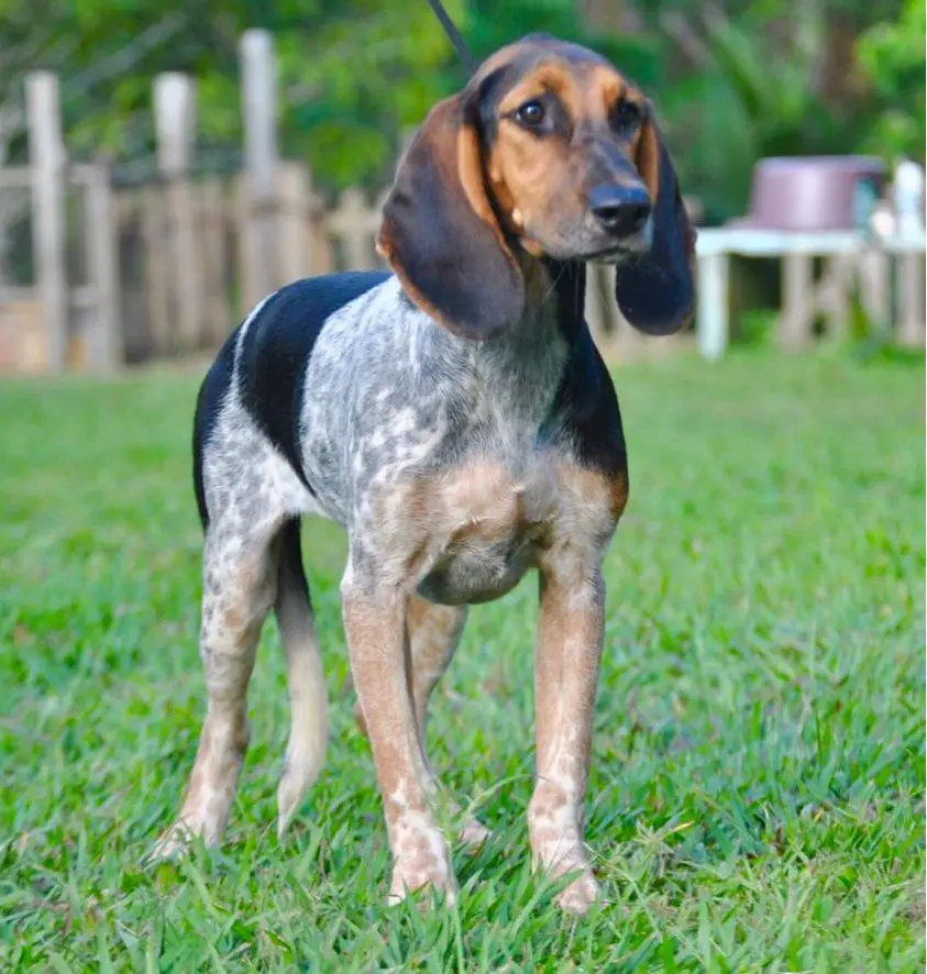 Meg RB do Mundurucânia