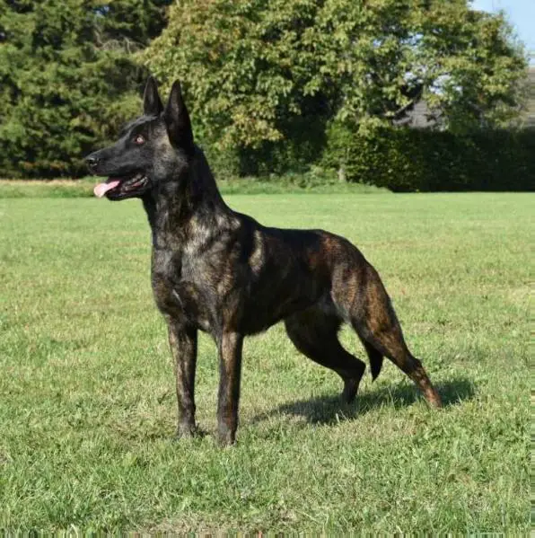 Kyra (H.Knoren BRN33611)