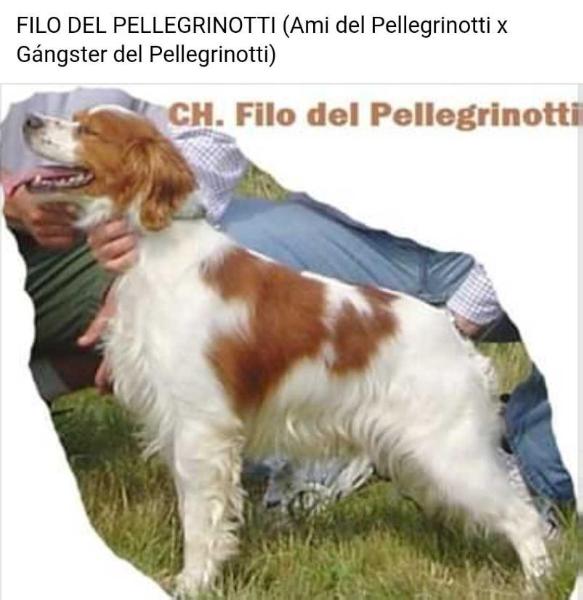 FILO del Pellegrinotti