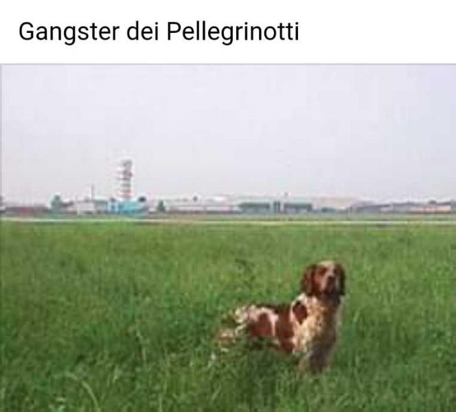 GANGSTER del Pellegrinotti
