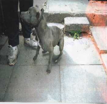 East Street Kennels Tara