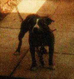 East Street Kennel's Angel
