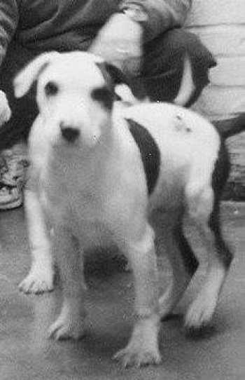 E Street Kennels Mac