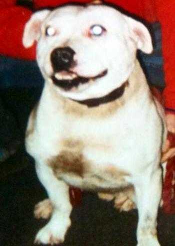 E Street Kennels Hagler II