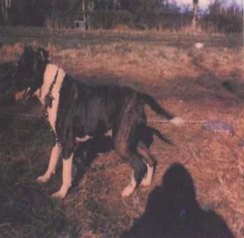 Northford Jonah