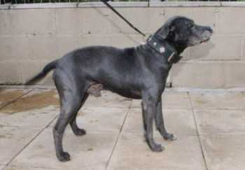 Kaos Kennels Blue