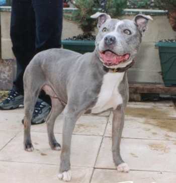 Kaos Kennels Sky
