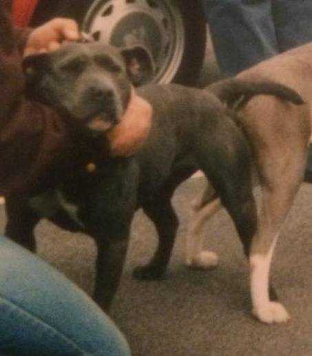 Pete's Bluebell