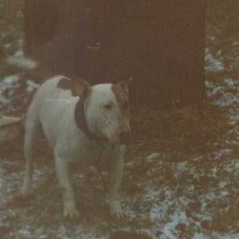 Edwards' Bull