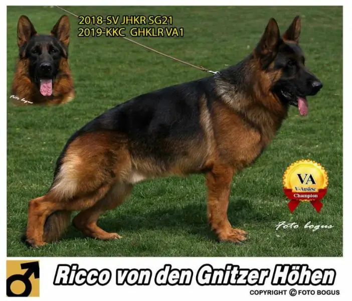 va1 german shepherd 2018