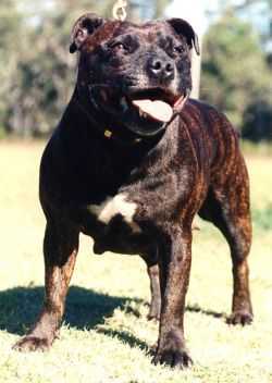 Borstaff All The Rage C.D.