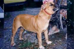 Borstaff Cecily Parsley