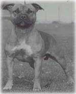 Borstaff Bizzy Lizzy