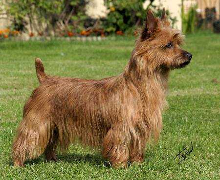 Millvalley Red Rufus