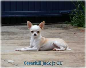 CESARHILL JACK JR OU