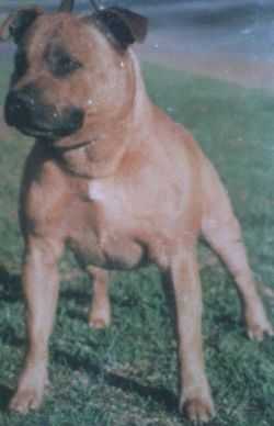 Pitwar Great Pretender