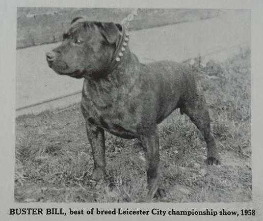 Buster Bill