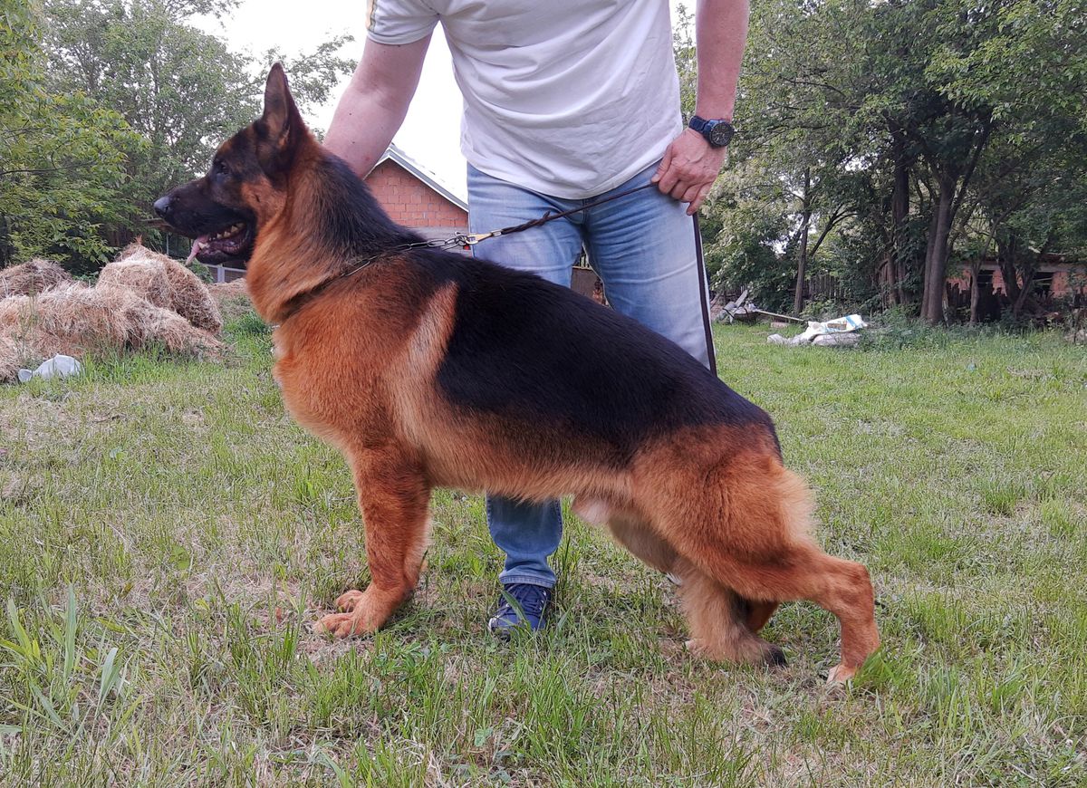 Bulgarian sales german shepherd
