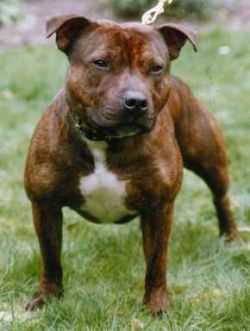 Roy Dutch-Kenstaff